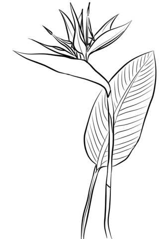 Bird Of Paradise (Strelitzia Reginae) Coloring Page